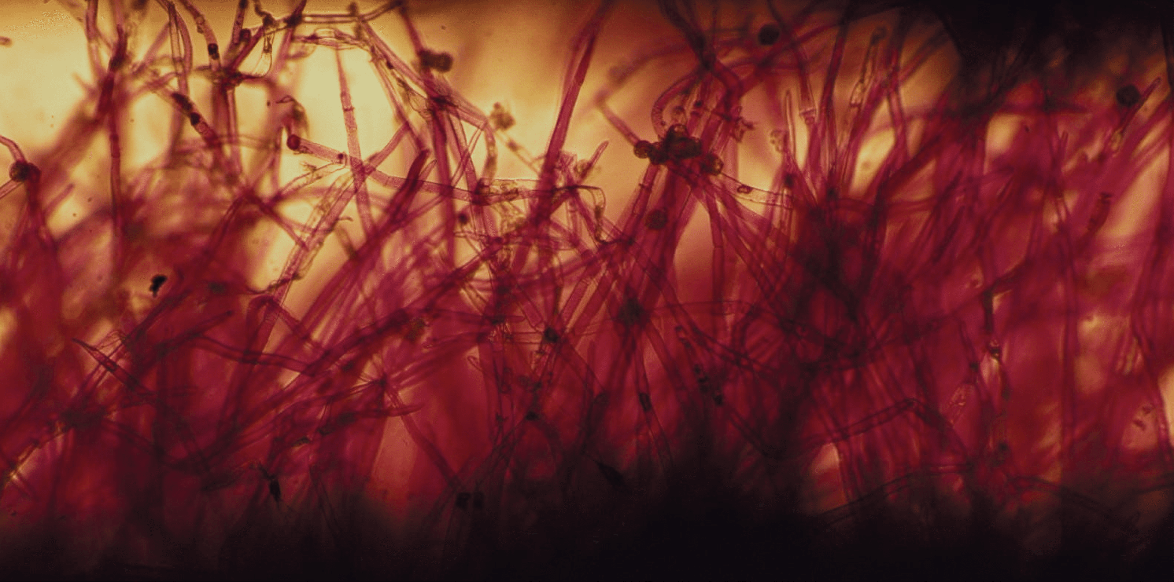 Abstract dark red reeds