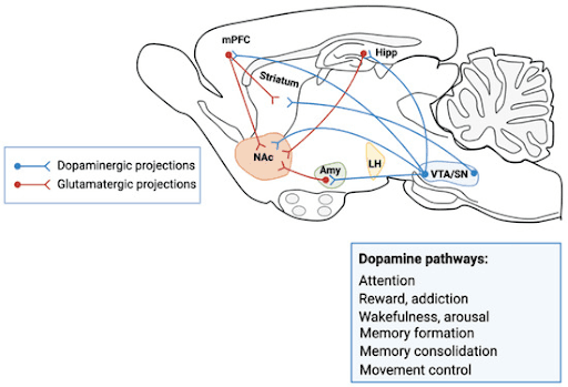 dopamine the “happy hormone