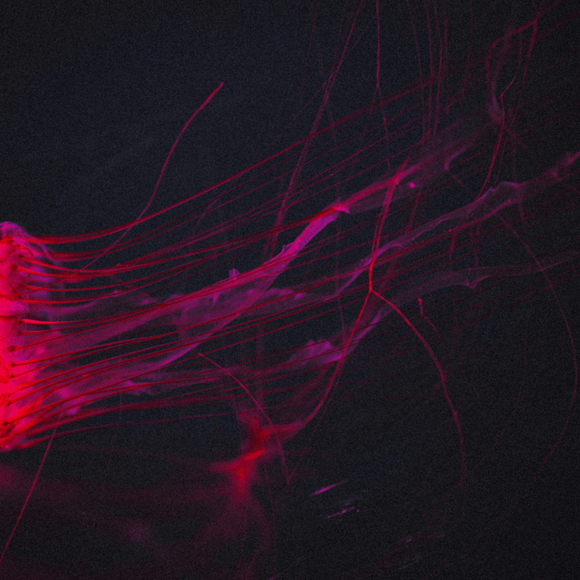 brain control hormones