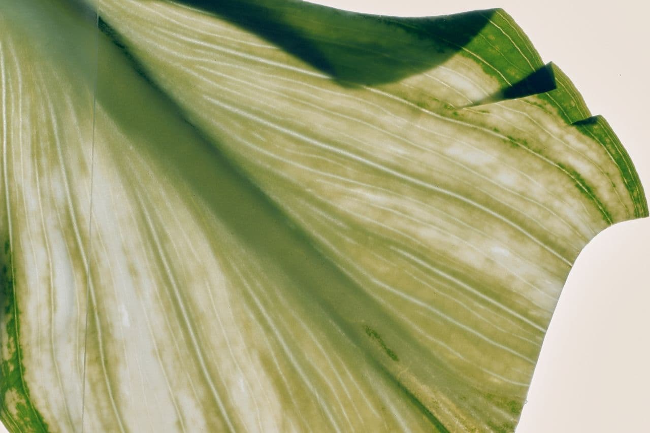 neuroscience of perimenopause